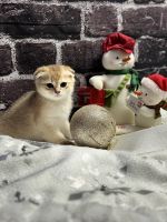 Scottish Fold Cats for sale in Davenport, Florida. price: $1,600