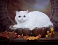 Scottish Fold Cats for sale in Manchester, New Hampshire. price: $2,500