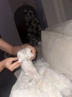 Scottish Fold Cats for sale in Austin, Texas. price: $2,000