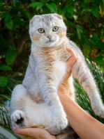 Scottish Fold Cats for sale in Temecula, California. price: $1,300
