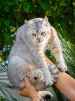 Scottish Fold Cats for sale in Temecula, California. price: $1,200