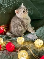 Scottish Fold Cats for sale in Brooklyn, New York. price: $800