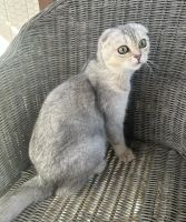 Scottish Fold Cats for sale in Temecula, California. price: $2,500