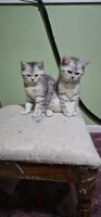 Scottish Fold Cats for sale in Chicago, Illinois. price: $600