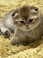 Scottish Fold Cats for sale in Brooklyn, NY, USA. price: $1,300