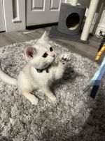 Scottish Fold Cats for sale in Norwood, Pennsylvania. price: $1,200