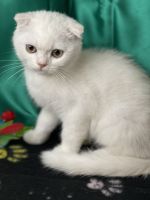 Scottish Fold Cats for sale in Rockford, Illinois. price: $1,200