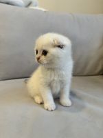 Scottish Fold Cats for sale in New York, NY, USA. price: $1,800