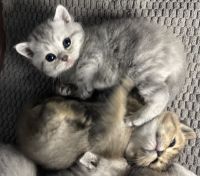 Scottish Fold Cats for sale in Winona, Minnesota. price: $1,200