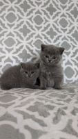 Scottish Fold Cats for sale in Portland, Oregon. price: $800