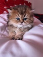 Scottish Fold Cats for sale in Brooklyn, NY, USA. price: $1,300