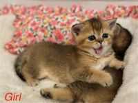 Scottish Fold Cats for sale in Chicago, Illinois. price: $950