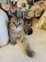 Scottish Fold Cats for sale in Davenport, Florida. price: $1,200