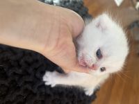 Scottish Fold Cats for sale in Los Angeles, California. price: $2,000