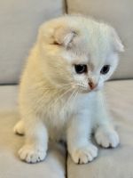 Scottish Fold Cats for sale in New York, NY, USA. price: $1,700