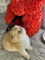 Scottish Fold Cats for sale in Fairfax, VA, USA. price: $1,600