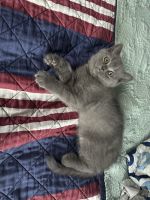 Scottish Fold Cats for sale in Gilbert, AZ 85296, USA. price: $900