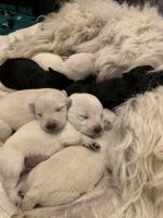 Scottish Terrier Puppies for sale in Blytheville, AR 72315, USA. price: NA