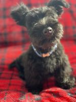 Scottish Terrier Puppies for sale in Los Angeles, CA 90022, USA. price: NA