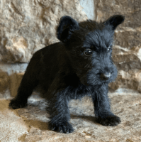 Scottish Terrier Puppies for sale in El Paso, TX 79902, USA. price: NA
