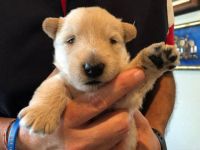 Scottish Terrier Puppies for sale in San Antonio, TX, USA. price: NA
