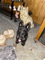 Scottish Terrier Puppies for sale in Woodburn, OR 97071, USA. price: NA