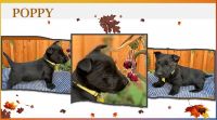 Scottish Terrier Puppies for sale in Newville, PA 17241, USA. price: NA
