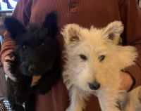 Scottish Terrier Puppies for sale in Othello, WA 99344, USA. price: NA