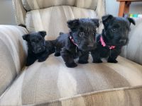 Scottish Terrier Puppies Photos