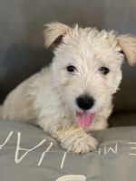 Scottish Terrier Puppies for sale in Winnemucca, NV 89445, USA. price: NA