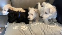 Scottish Terrier Puppies Photos