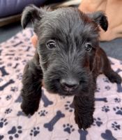 Scottish Terrier Puppies for sale in Rio Rancho, NM, USA. price: NA