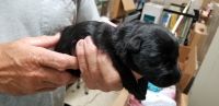 Scottish Terrier Puppies for sale in Easley, SC, USA. price: NA