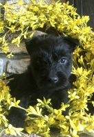 Scottish Terrier Puppies for sale in Osborne, KS 67473, USA. price: NA