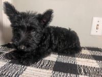 Scottish Terrier Puppies for sale in Cleveland, TN, USA. price: NA