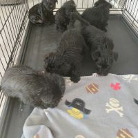 Scottish Terrier Puppies for sale in Columbus, OH, USA. price: NA