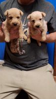 Scottish Terrier Puppies for sale in Fort Mitchell, AL 36856, USA. price: NA