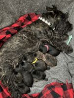 Scottish Terrier Puppies for sale in Oak Glen, CA 92399, USA. price: NA