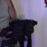 Scottish Terrier Puppies for sale in Columbus, OH, USA. price: NA