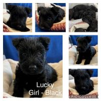 Scottish Terrier Puppies for sale in Joplin, MO 64801, USA. price: NA