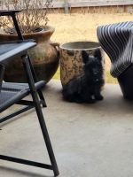 Scottish Terrier Puppies for sale in Amarillo, TX, USA. price: NA