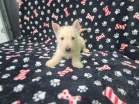 Scottish Terrier Puppies for sale in Mitchell, IN 47446, USA. price: $1,000