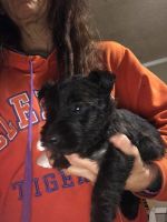 Scottish Terrier Puppies for sale in Shallotte, NC, USA. price: $795