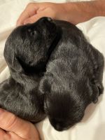 Scottish Terrier Puppies for sale in 19 Cresthaven Dr, Sanford, NC 27332, USA. price: $3,200