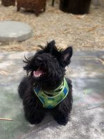 Scottish Terrier Puppies for sale in San Jacinto, CA, USA. price: $2,500