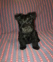 Scottish Terrier Puppies for sale in Oneida, NY, USA. price: $900