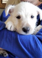 Scottish Terrier Puppies for sale in Ypsilanti, MI 48197, USA. price: $1,200