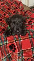 Scottish Terrier Puppies for sale in Jamul Dr, Jamul, CA, USA. price: $1,500