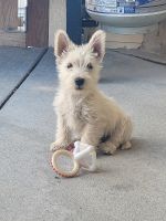 Scottish Terrier Puppies for sale in Wellington, CO 80549, USA. price: $1,500