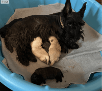 Scottish Terrier Puppies for sale in Kailua, HI, USA. price: NA